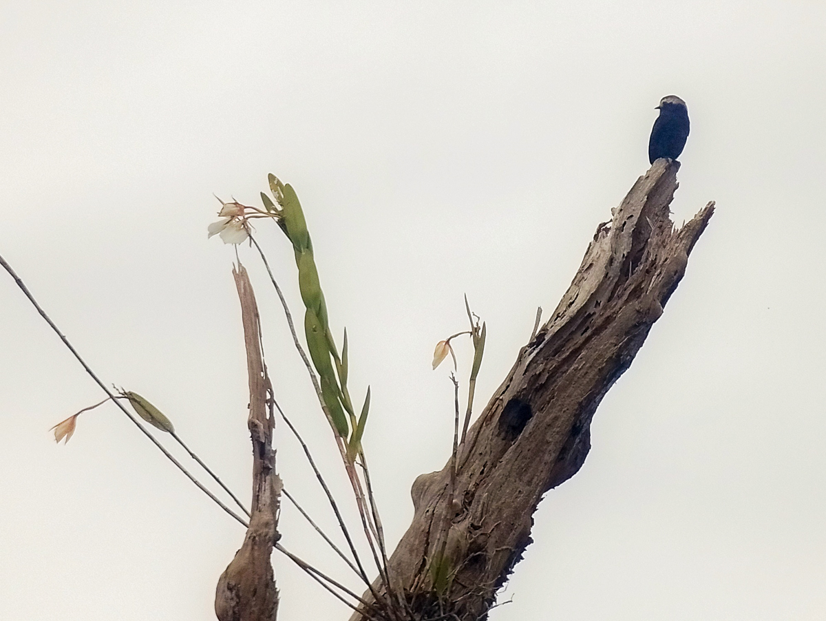 Long-tailed Tyrant and orchids