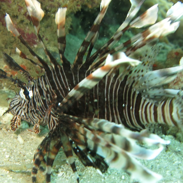 Melanesia fish