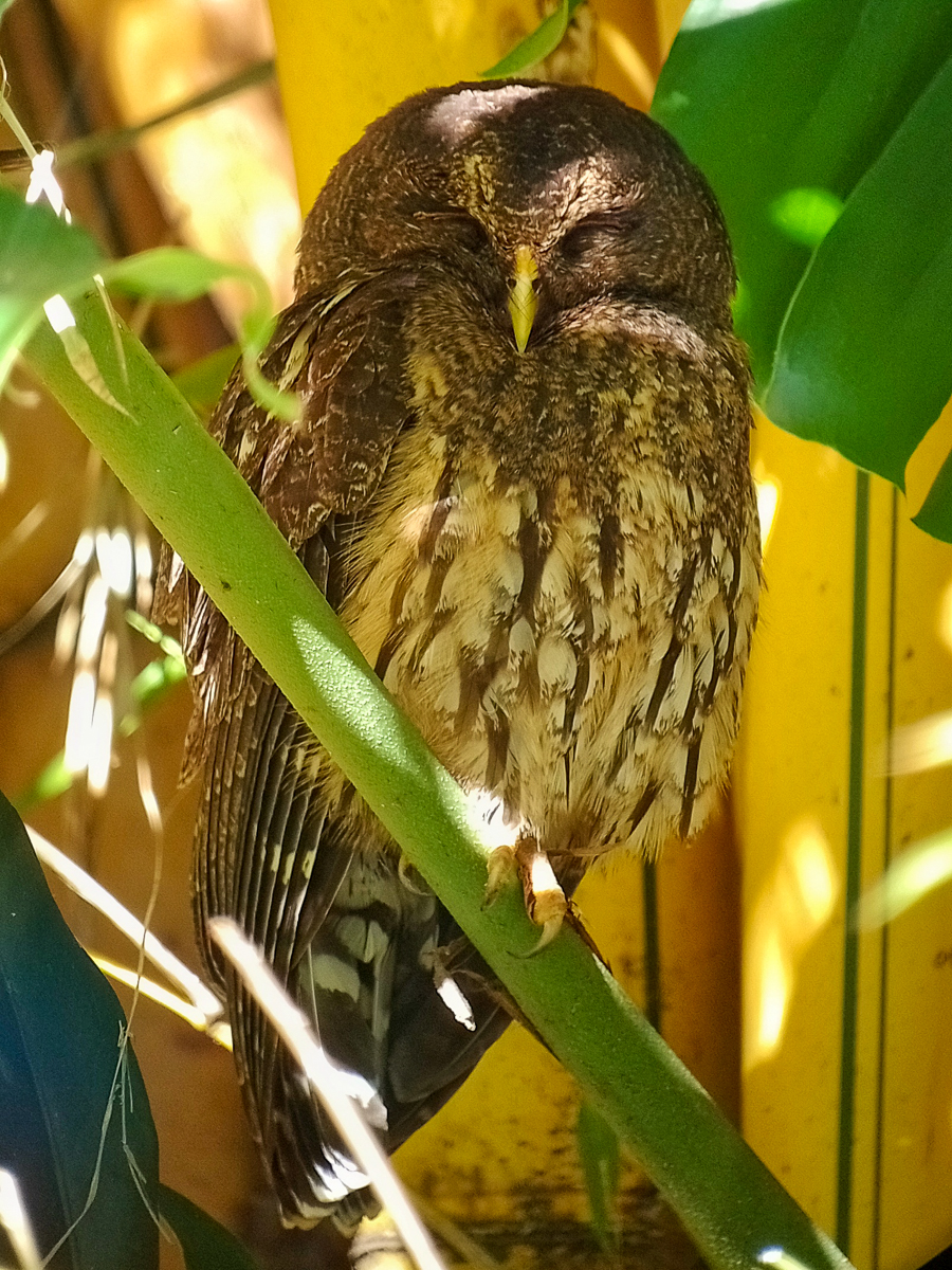 Mottled Owl, Costa Rica