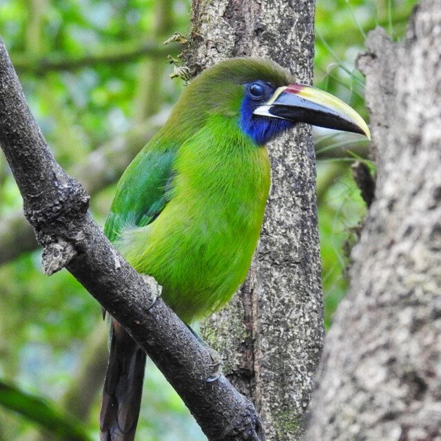 Northern Emerald Toucanet