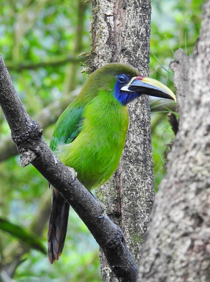 Northern Emerald Toucanet