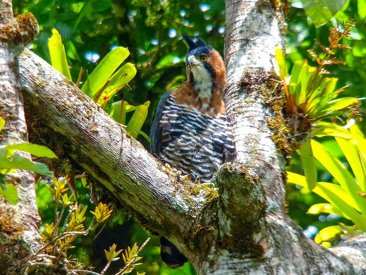 Ornate Hawk-Eagle