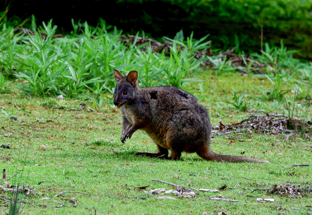 Pademelon