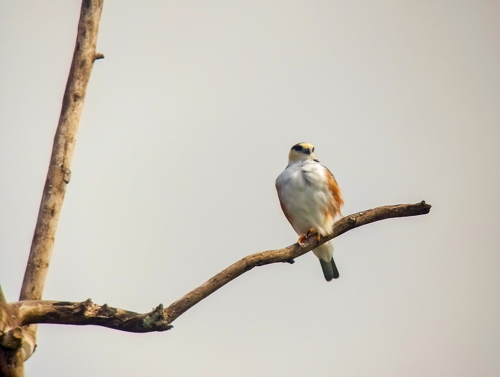 Pearl Kite