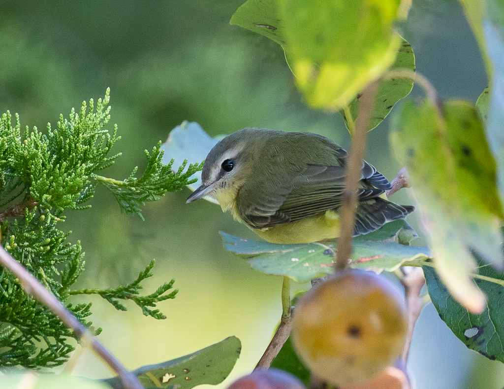 Philadelphia Vireo