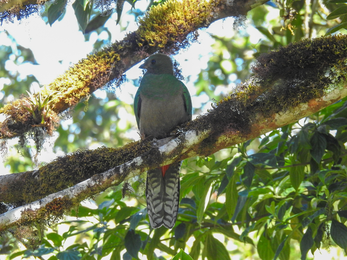 Resplendent Quetzal (female) 