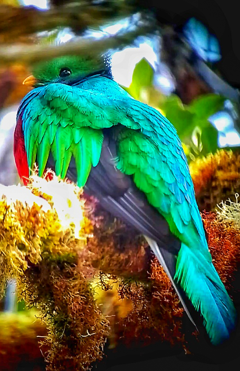 Resplendent Quetzal
