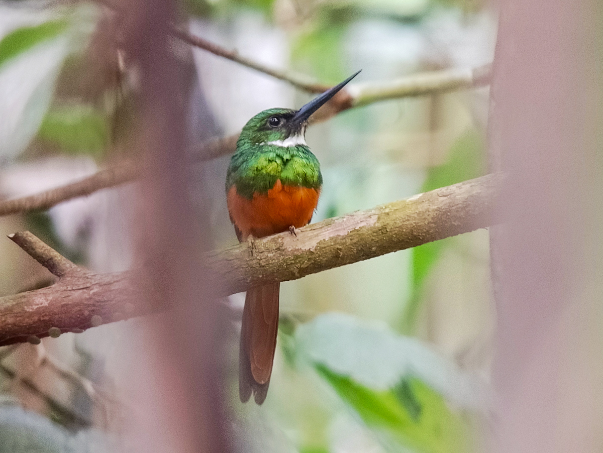 Rufous-tailed Jacamar