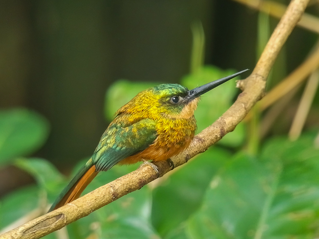 Rufous-tailed Jacamar