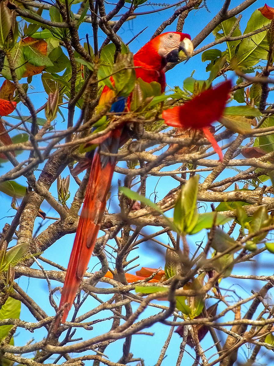 Scarlet Macaw