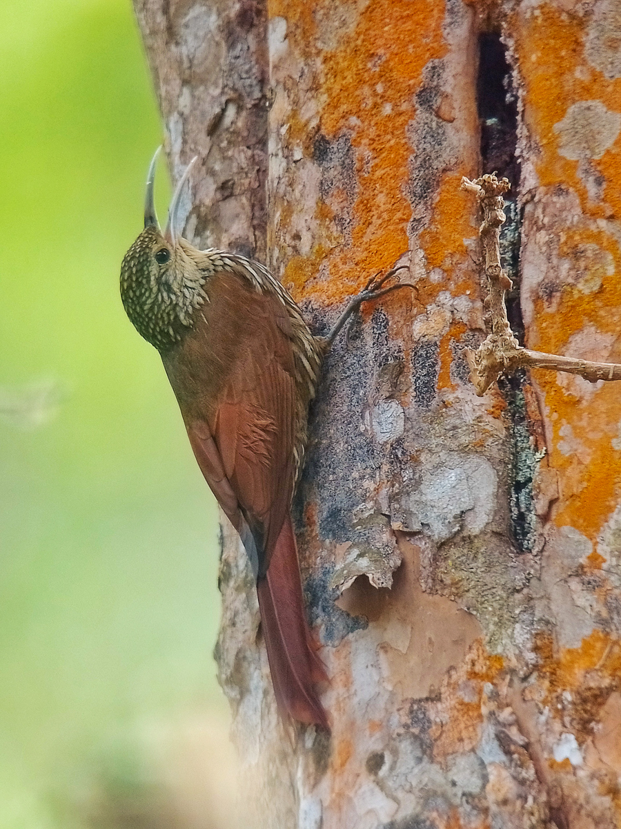 Spot-crowned Woodcreeper