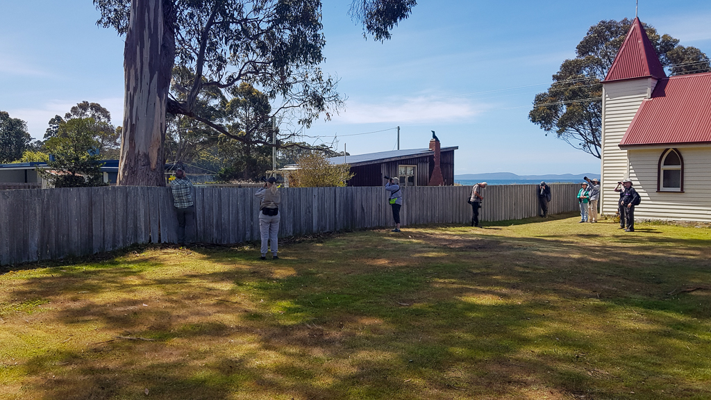 Birding in churchyard