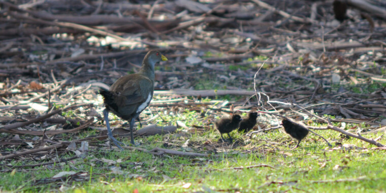 Tasmania Trip Report (Nov 30 - Dec 4, 2022)