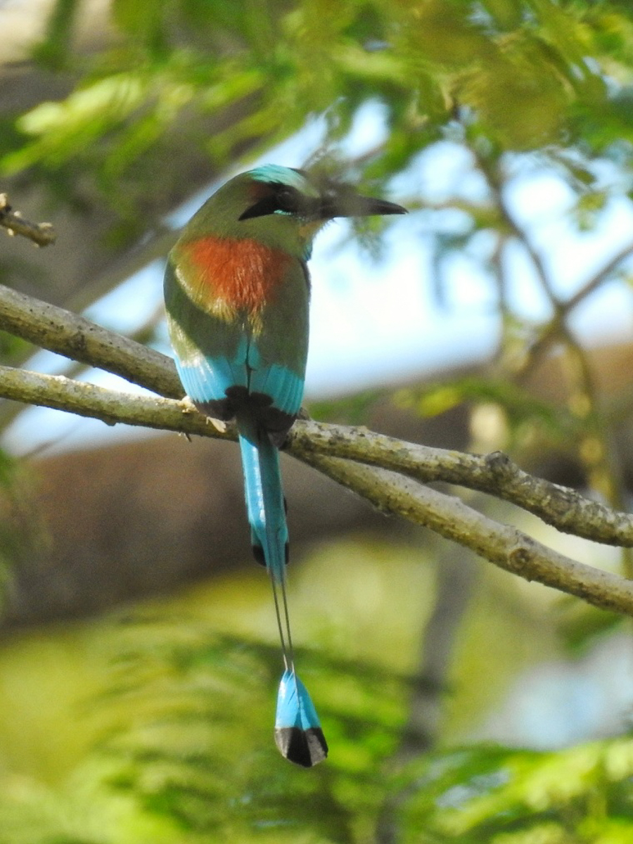 Turquoise-browed Motmot