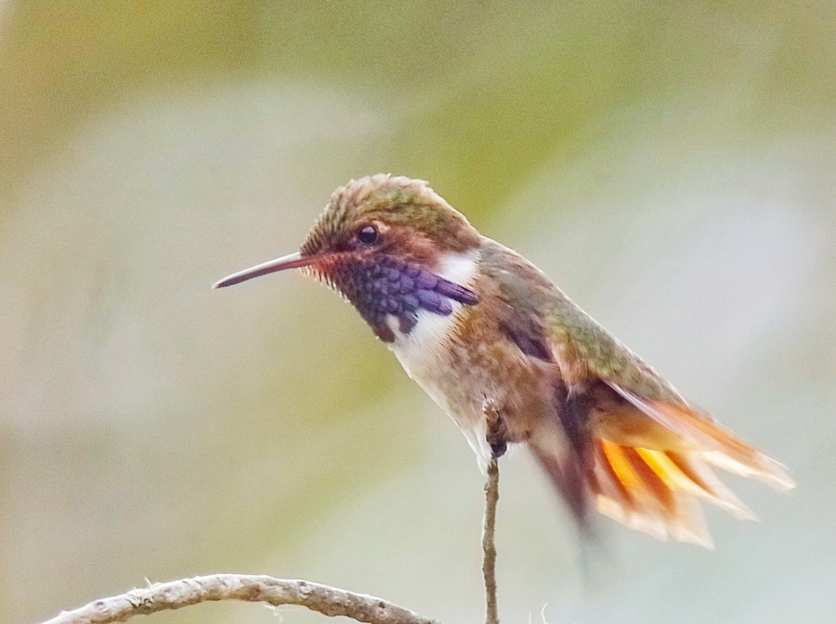 Volcano Hummingbird, Costa Rica