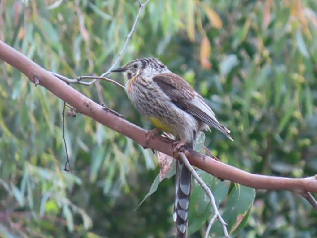 Yellow Wattlebird