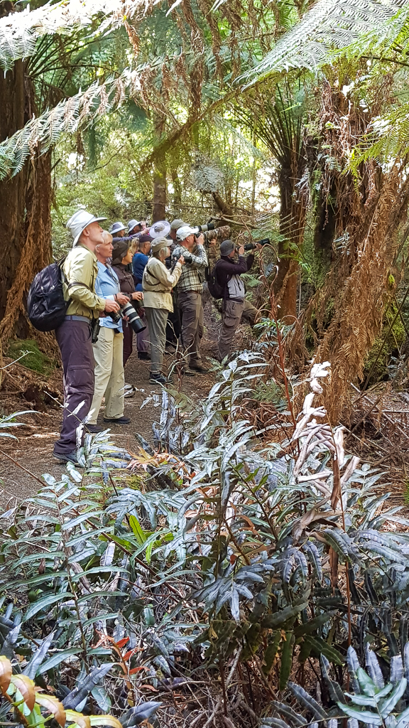 Birding amongst the treeferns