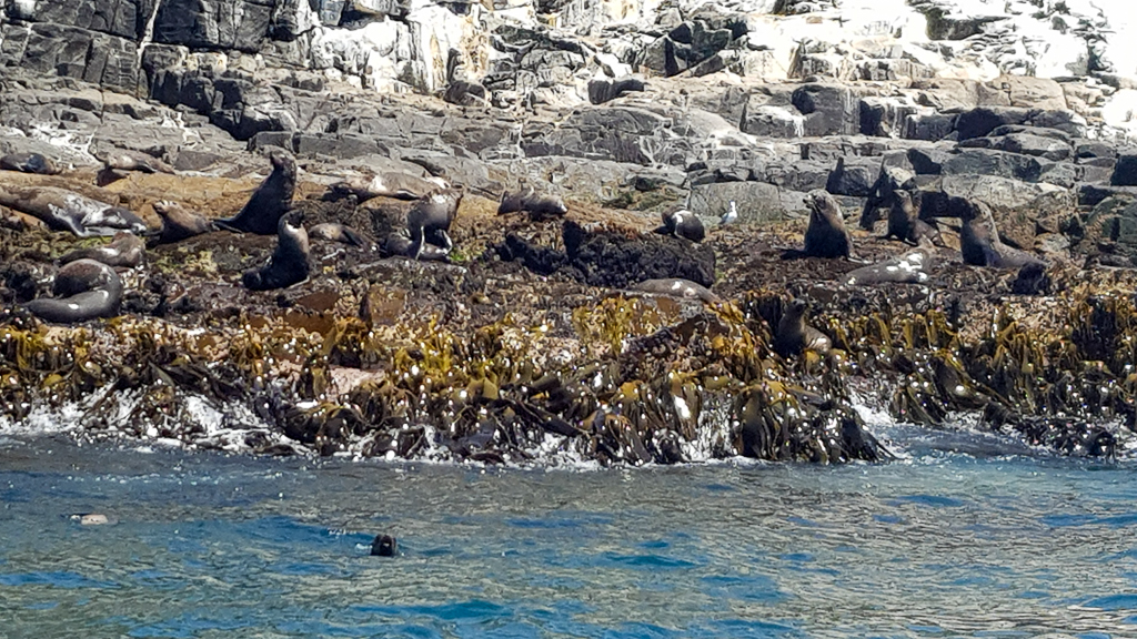 seals on rocks, Bruny Island cruise