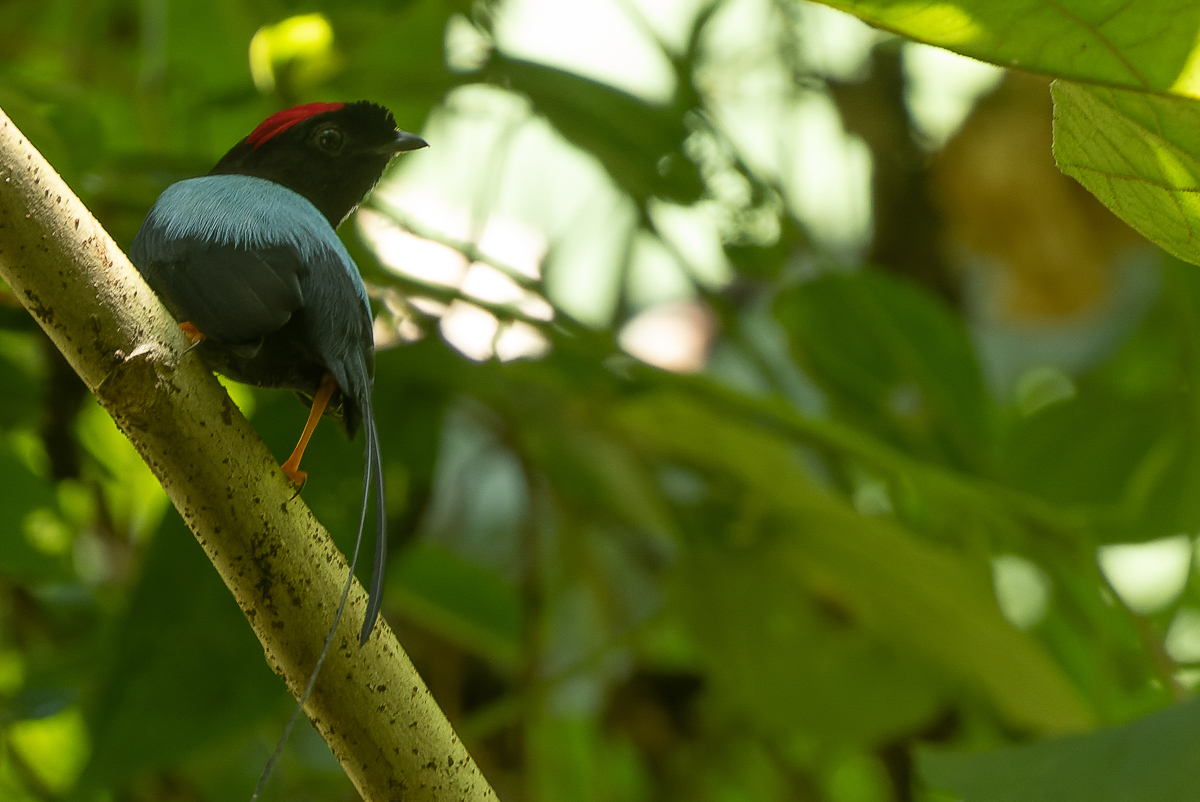 Long-tailed Manakin, Costa Rica