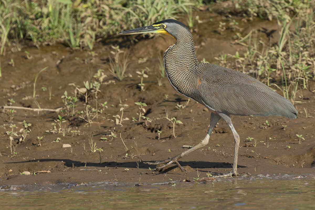 Bare-throated Tiger-heron, Costa Rica