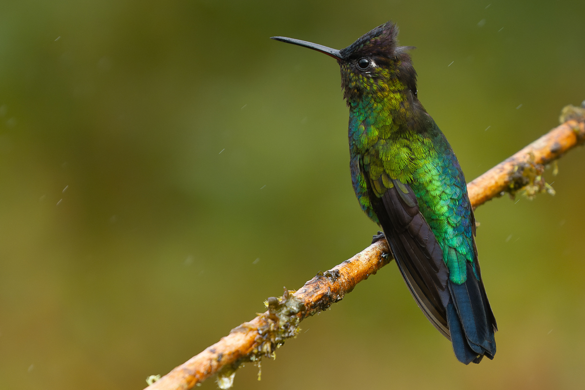 Talamanca Hummingbird