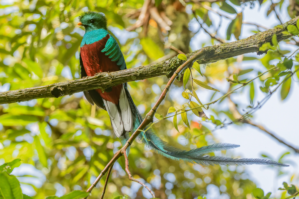 Resplendent Quetzal, Costa Rica