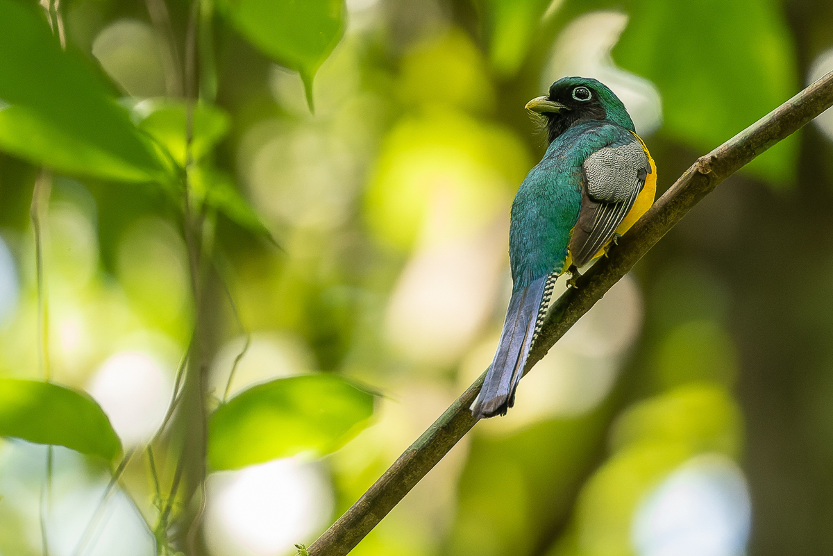 Black-throated Trogon, Costa Rica