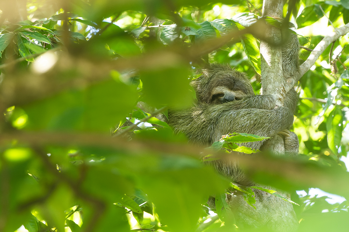 Brown-throated Three-toed Sloth