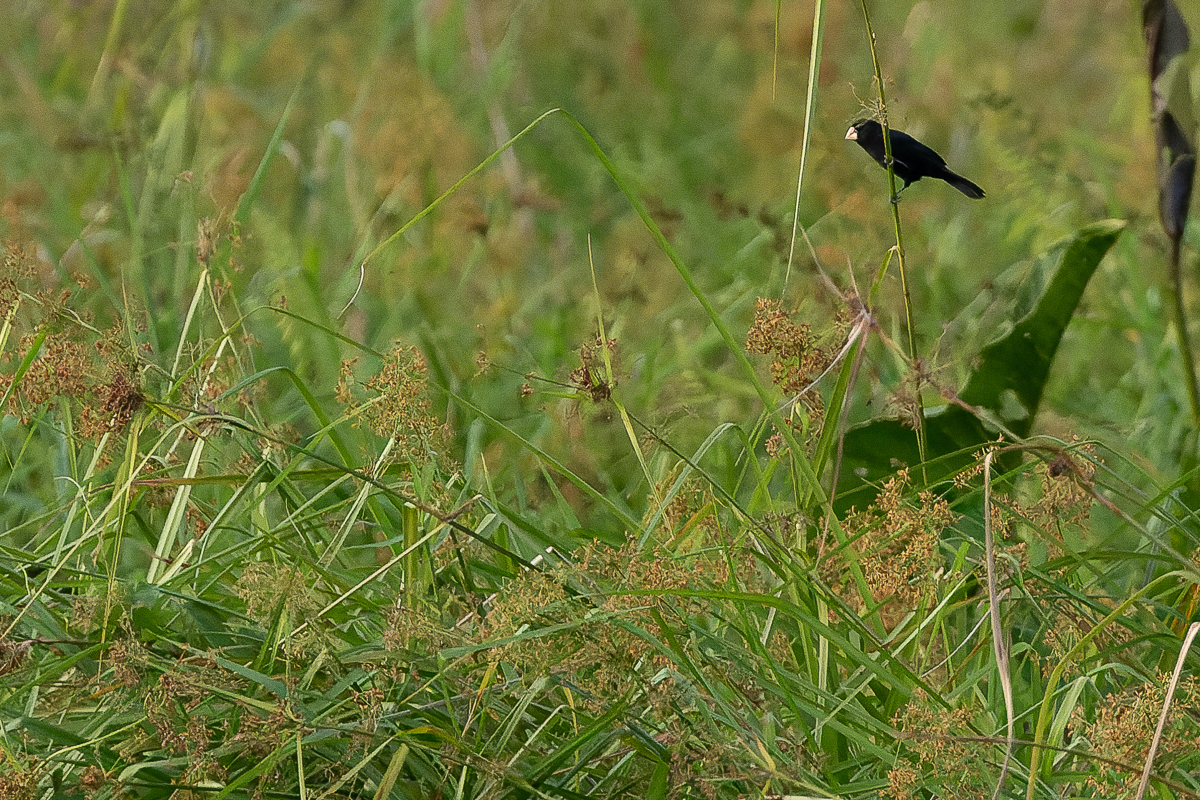 Nicaraguan Seedfinch, Costa Rica