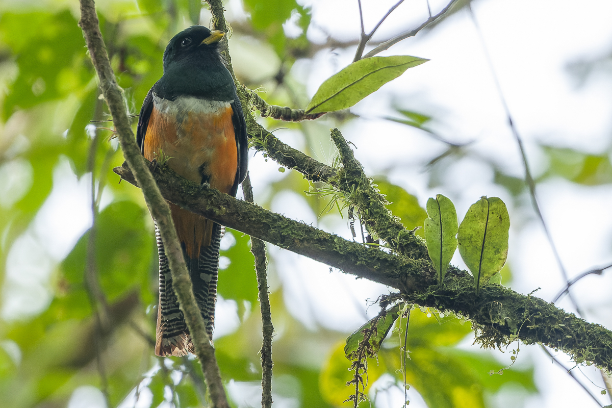 Collared Trogon orange-bellied race