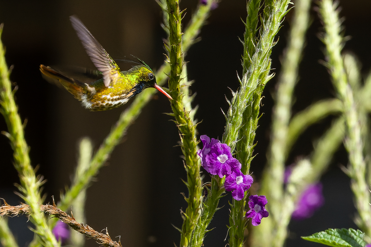Black-crested Coquette