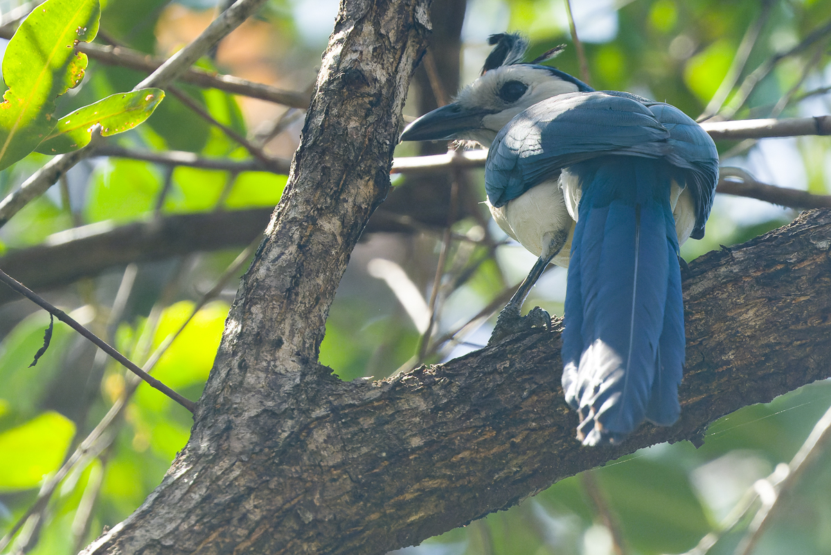 White-throated Magpie-jays, Costa Rica