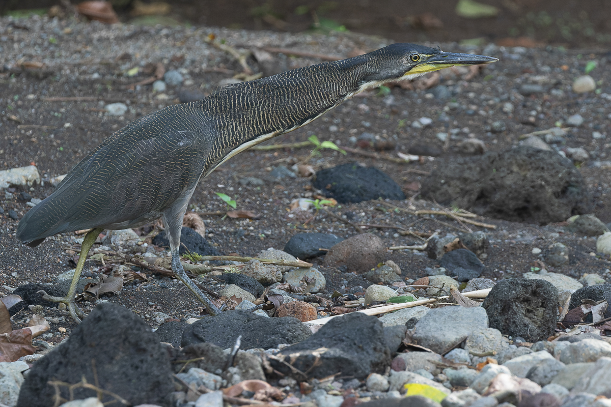 Fasciated Tiger-heron
