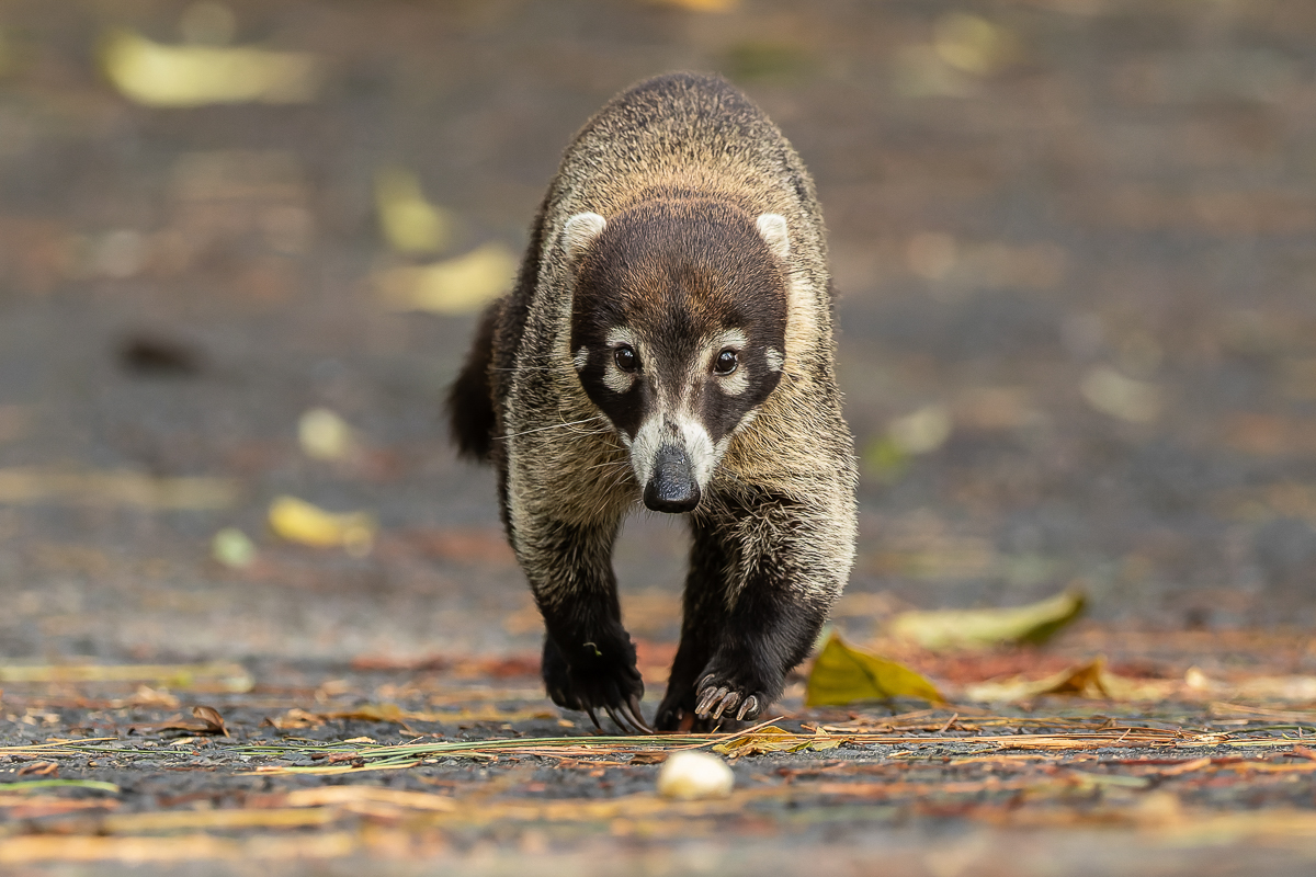 Coati