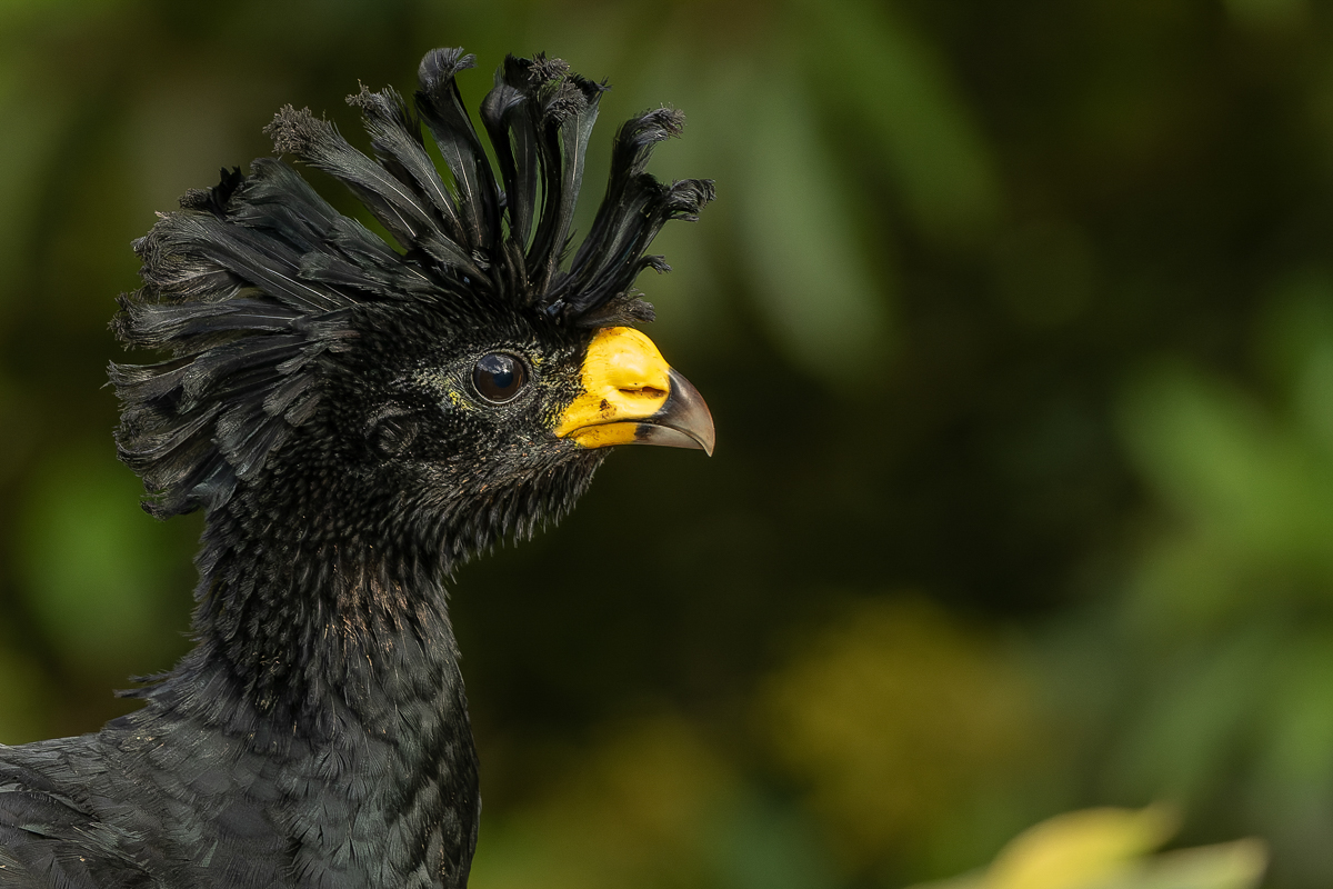 Great Curassow