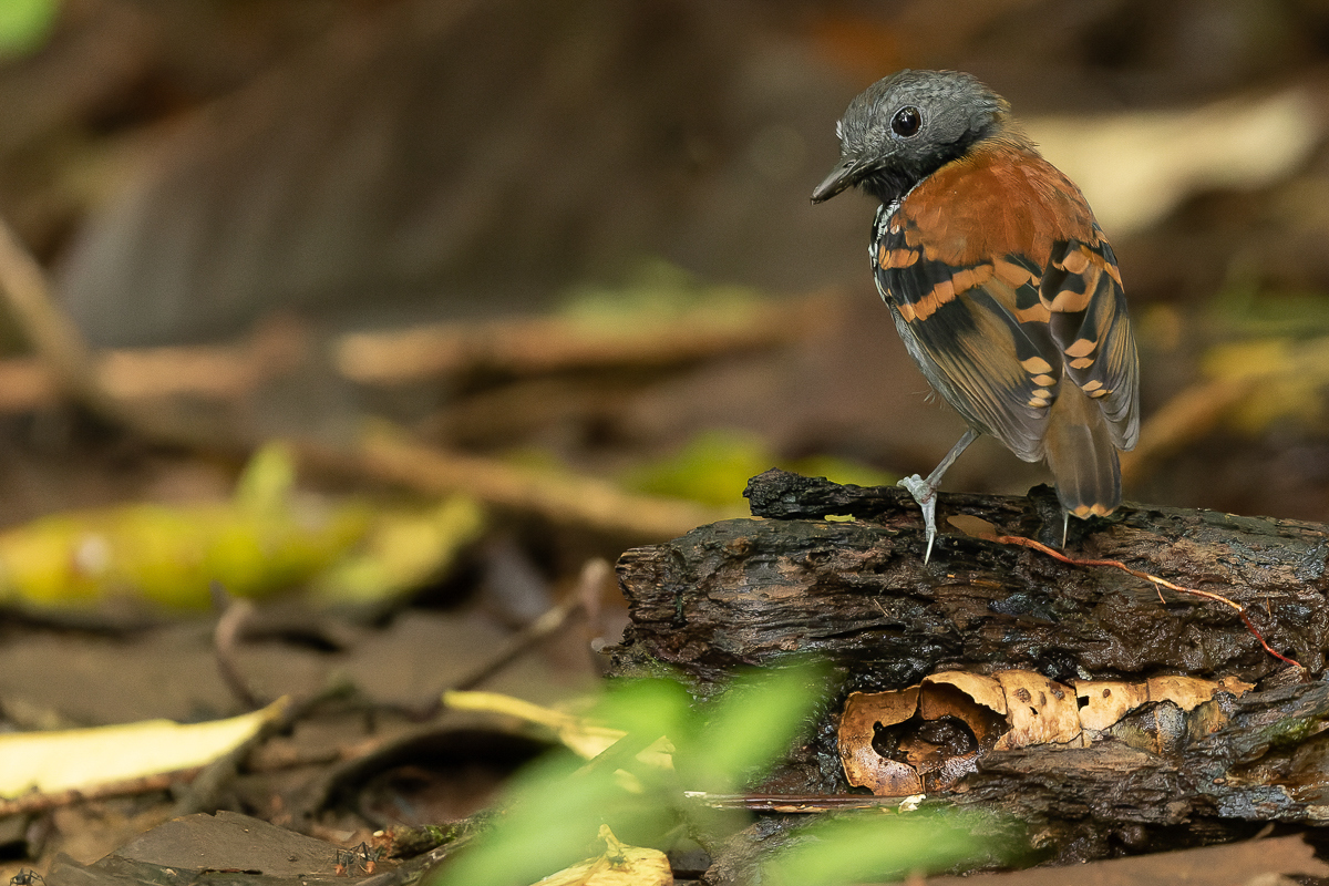 Spotted Antbird
