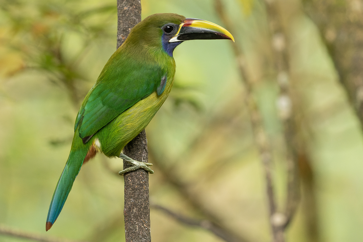 Norther Emerald-toucanet