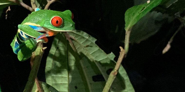 Costa Rica Sampler 2023 Trip Report (Jan 24 - Feb 3, 2023)