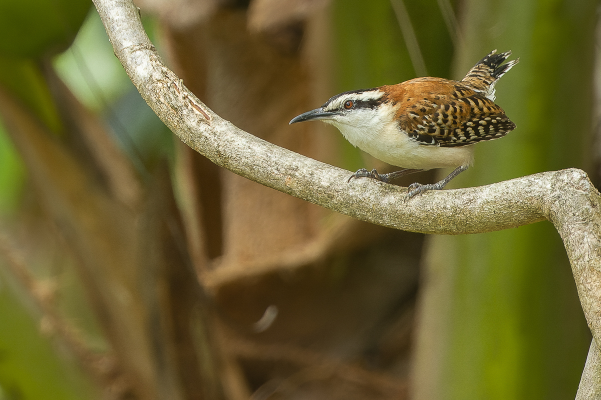 Rufous-naped Wren, Costa Rica