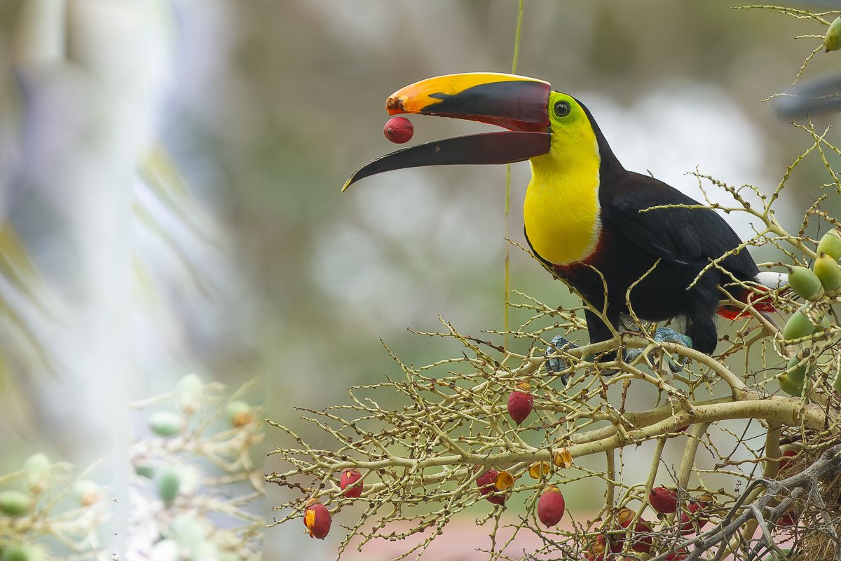 Yellow-throated Toucan, Costa Rica