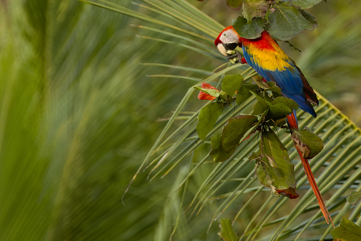 Scarlet Macaw, Costa Rica