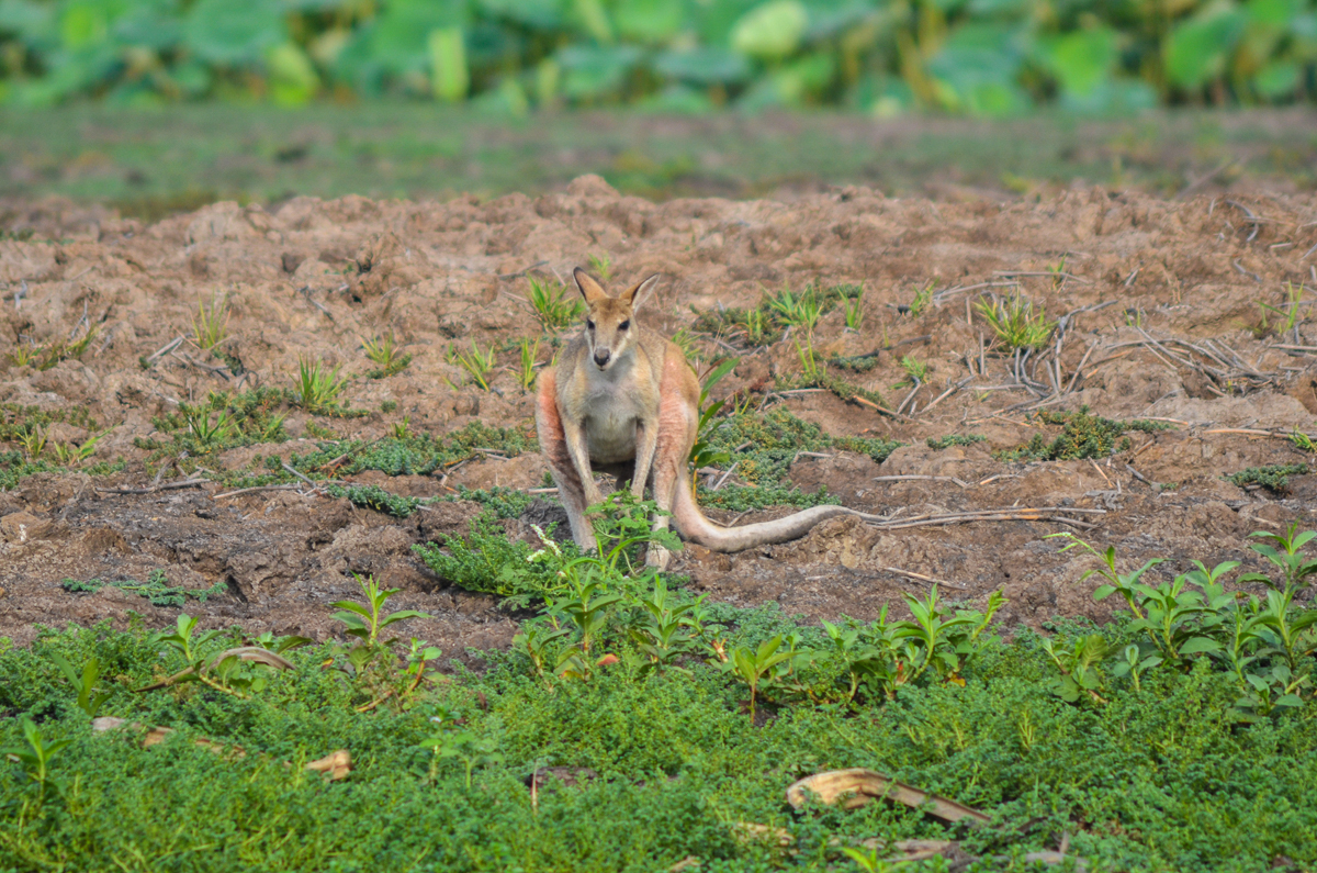 Agile Wallaby