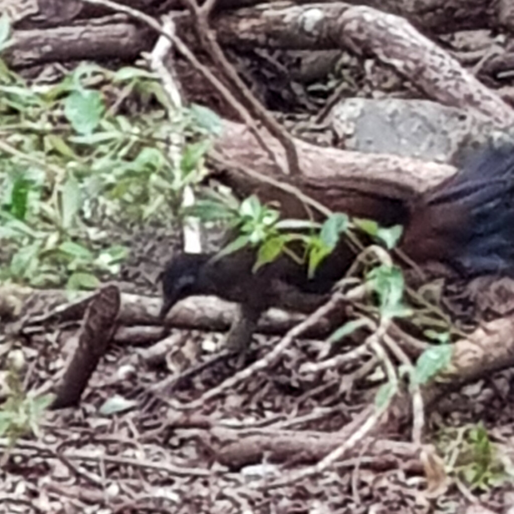 Albert's Lyrebird