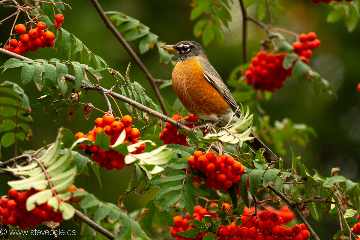 Even a backyard bird like this American Robin can be the centre of an appealing scene. Looking back on this image I remember that the whole area was full of robins, honing in on the mountain ash berries. 