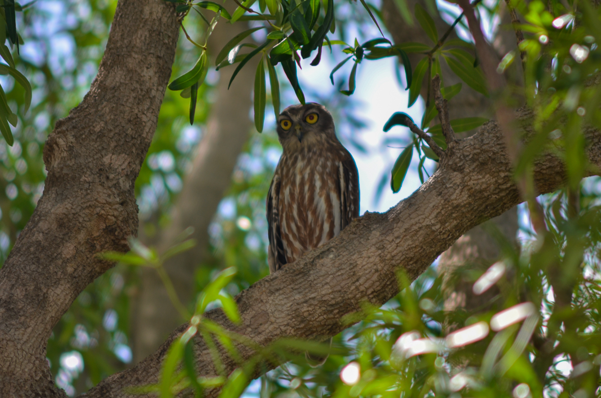 Barking Owl