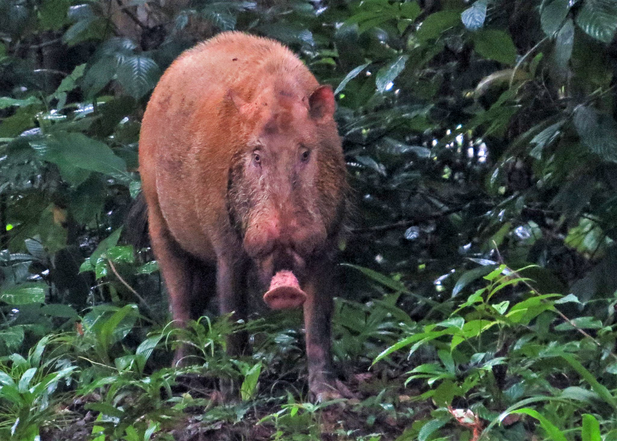 Bearded Pig