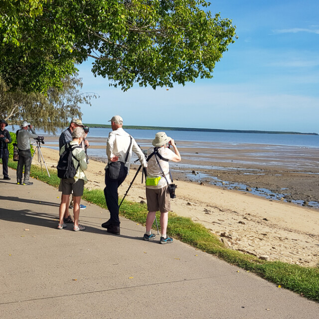 Birding on the Cairns Esplande