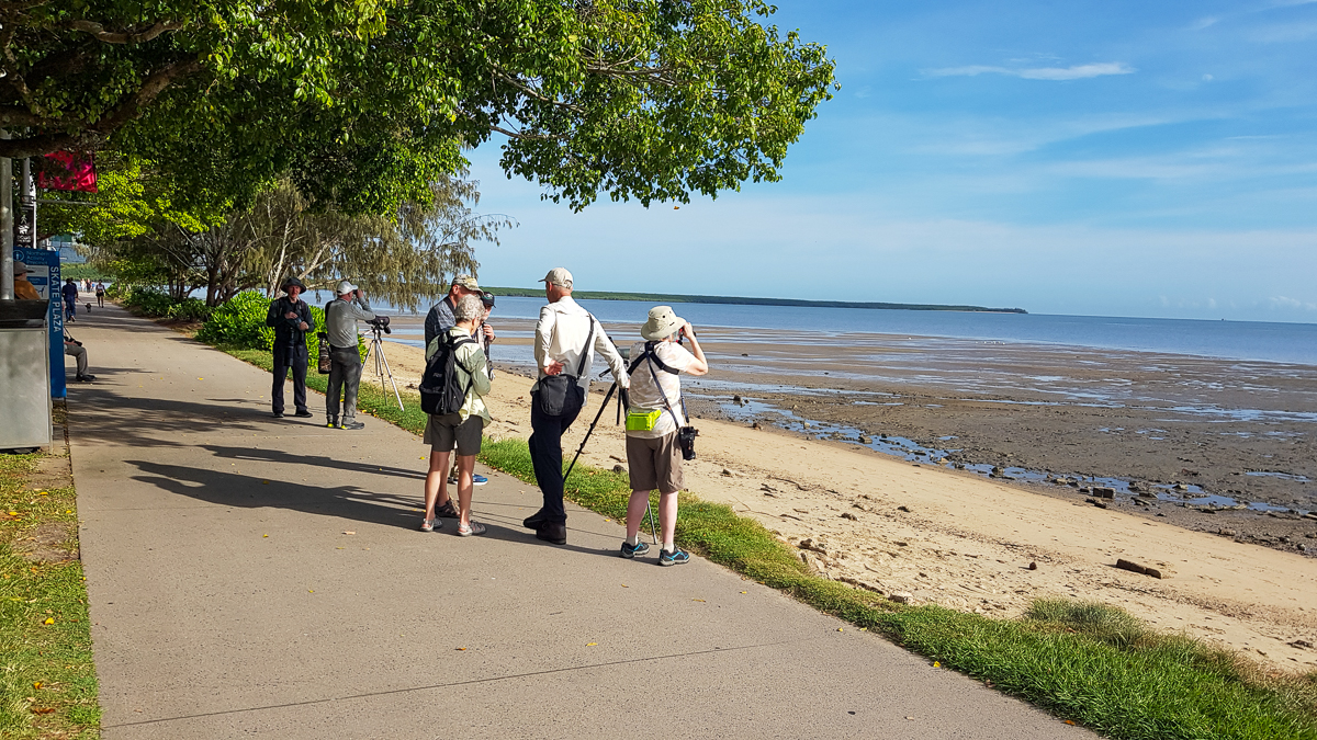 Birding on the Cairns Esplande