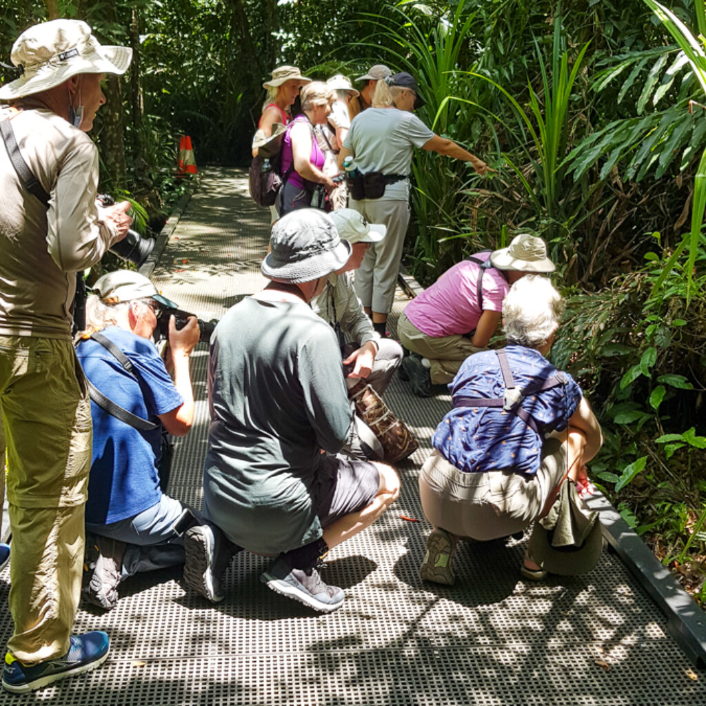 Birding on a Cairns boardwalk