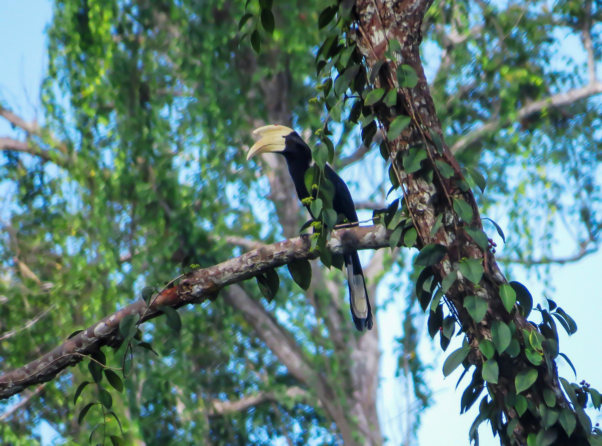 Black Hornbill